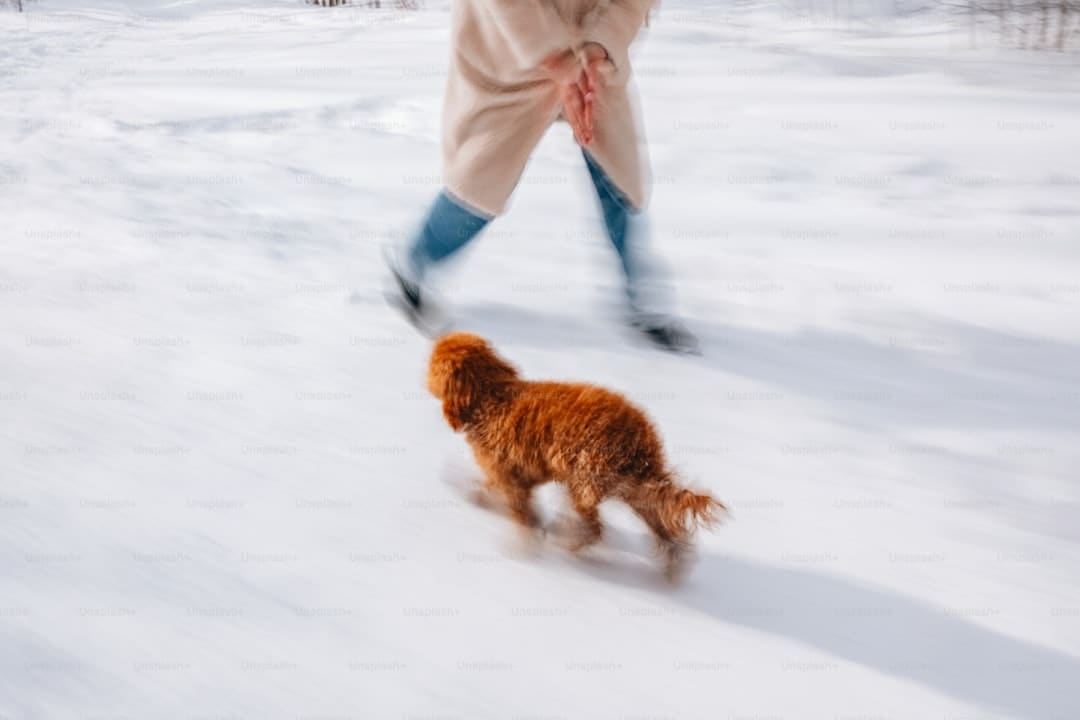 盖尔·加朵回应《白雪公主》票房惨败